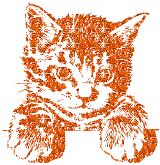 Brown Cat