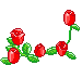 Roses Grow