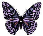 Purple Tones Butterfly