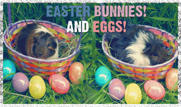 Bunnies Eggs