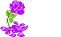 Purple Flower