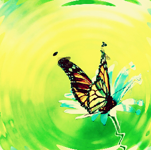 Butterfly